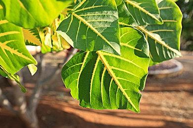 小偷模拟器开发商新作《犯罪模拟器》Steam页面 支持简中